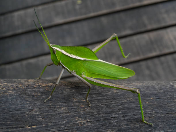 A insect