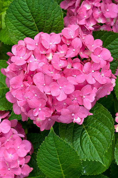 istock Red and yellow flowers of Hydrangea 104661883
