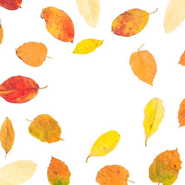 istock Autumn frame of bright fall tree leaves on white background. Flat lay, top view 1046619412
