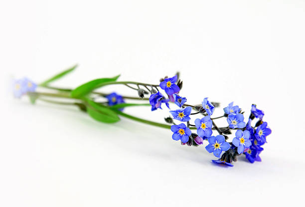 Spring flower - Forget-me-not stock photo