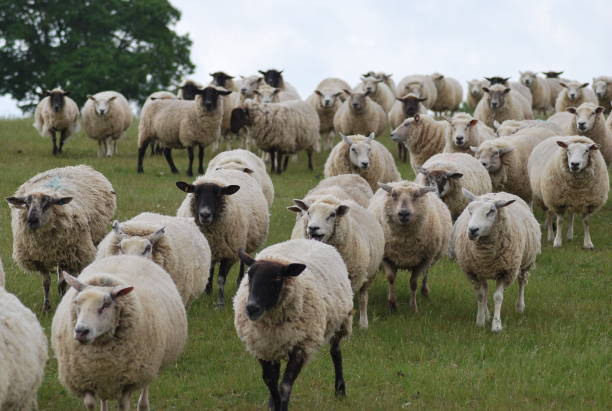 istock field of sheep 1046624442