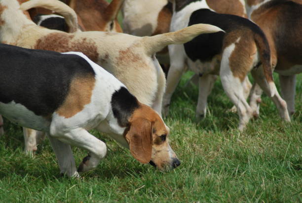 istock Hunting dogs - Beagle 1046624506