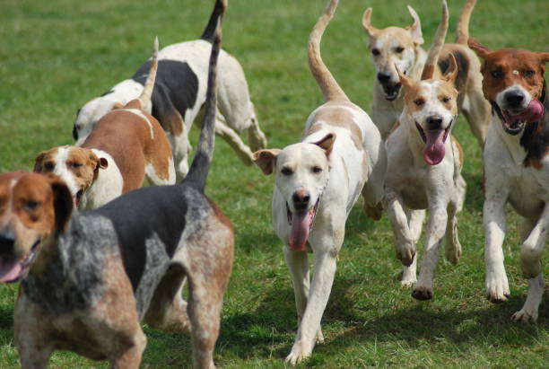 istock Hunting dogs - Beagle 1046624526
