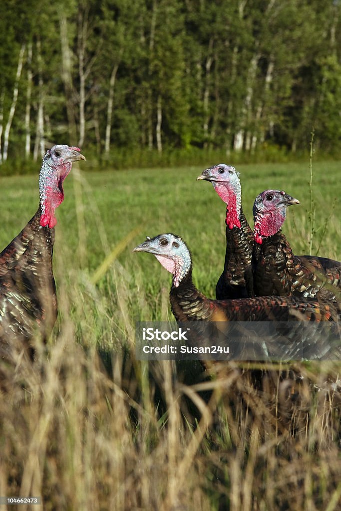 Turkeys looking at me  Animal Stock Photo