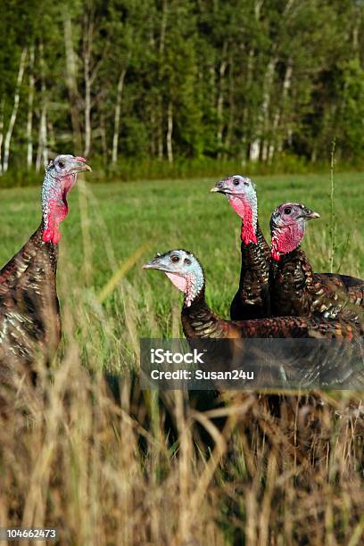 Turkeys Looking At Me Stock Photo - Download Image Now - Animal, Animal Eye, Animals In The Wild