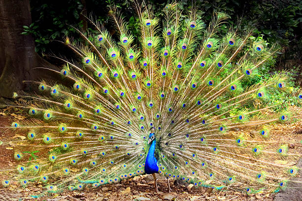 istock Male Peacock in full display 104662479