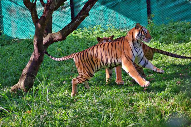 TIGER TIGERS PLAYING IN BANNERGHATTA NATIONAL PARK IN BANGALORE bannerghatta national park stock pictures, royalty-free photos & images