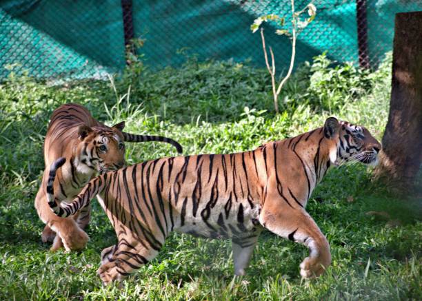 TIGER TIGERS PLAYING IN BANNERGHATTA NATIONAL PARK IN BANGALORE bannerghatta national park stock pictures, royalty-free photos & images