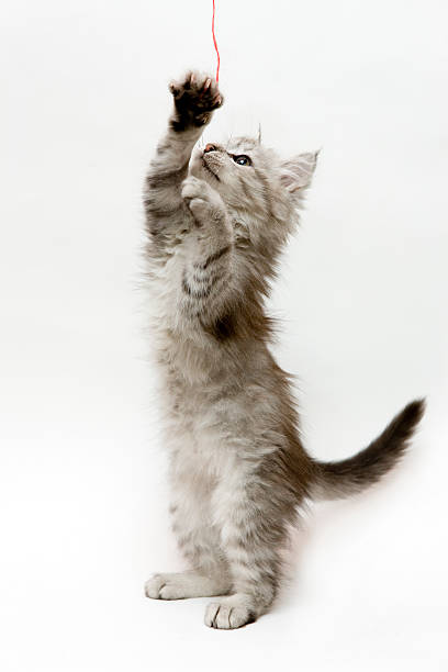 istock Kitten standing on hind legs playing with a strap 104662867