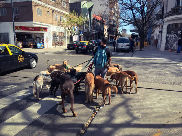 Buenos Aires, Argentina - September 5, 2018: Guy holding lots of dogs by leashes waiting to cross the street. Lots of people make a living as dog walkers in the city