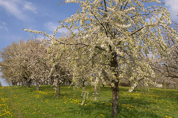 istock Cherry blossom in the Black Forest 104663195