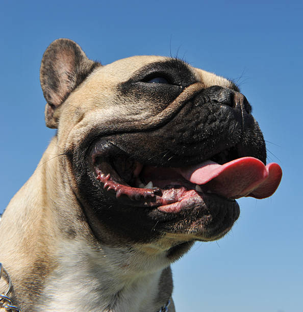 istock french bulldog 104663425
