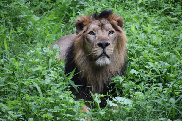 istock Different Postures of Lion in Resting Mood 1046634938