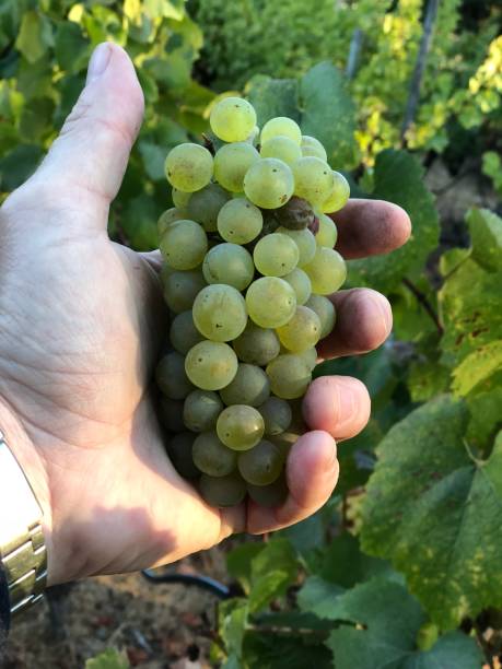 istock White wine, bunches of grapes, vineyard 1046635126