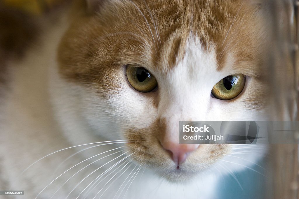 Traurig Rote Katze Rassen Stummelschwanzkatze in einem Käfig - Lizenzfrei Adoption eines Haustiers Stock-Foto