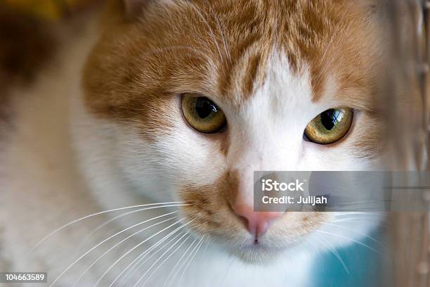 Traurig Rote Katze Rassen Stummelschwanzkatze In Einem Käfig Stockfoto und mehr Bilder von Adoption eines Haustiers