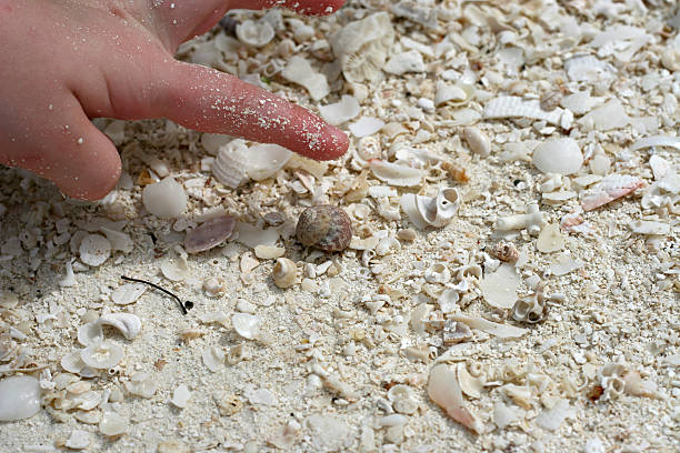 istock Lots of shells with child hand 104664005