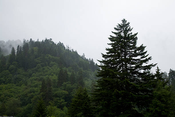 большие дымные mtns nat. парк, tn-северная каролина - south highlands стоковые фото и изображения