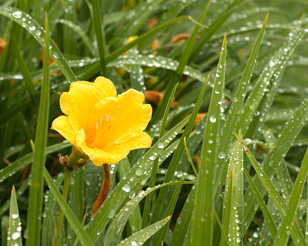 Daylily stock photo