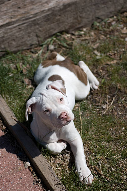 istock american pit bull terrier puppy 1 104664162