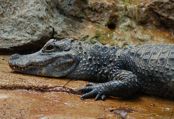 Chinese Alligator  chinese alligator alligator sinensis stock pictures, royalty-free photos & images