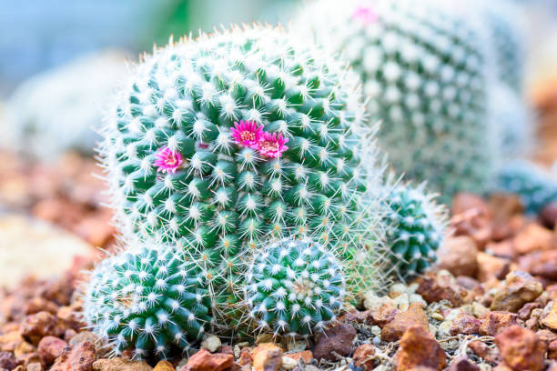 istock close up beautiful cactus flower in garden 1046643410