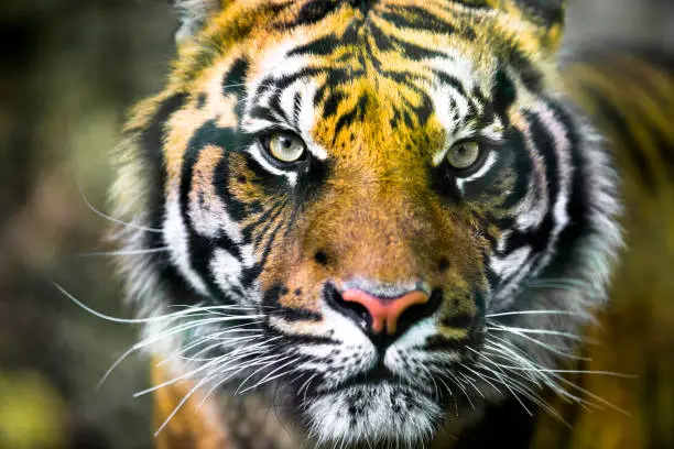 close up of a wonderful tiger which is staring directly in camera with a striking fear look  sitting in the bush waiting for the time to launch an attack. vertical image