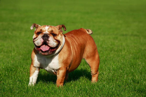istock Breed dog English bulldog 1046643532