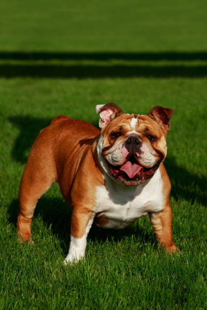 istock Breed dog English bulldog 1046643538