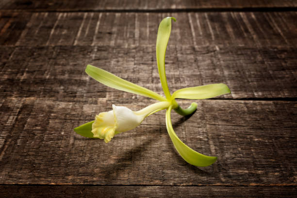 istock Vanilla Flower on a wooden table 1046643684