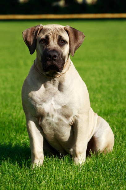 istock Breed dog English Mastiff 1046645758