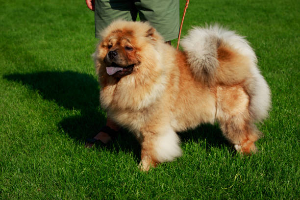 istock Dog breed chow chow 1046645824