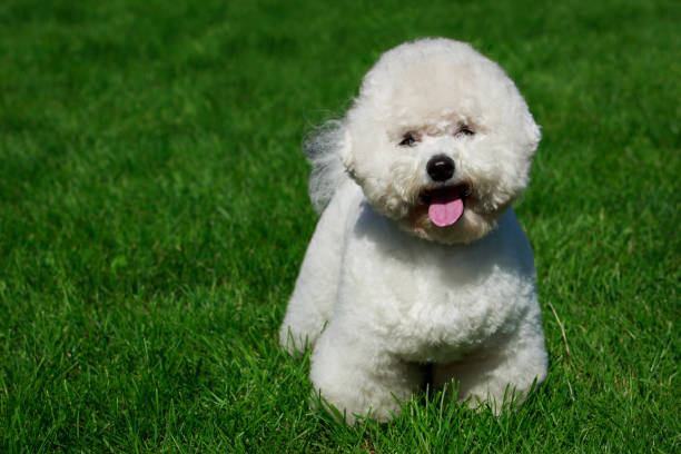 istock The dog breed Bichon Frise 1046646308