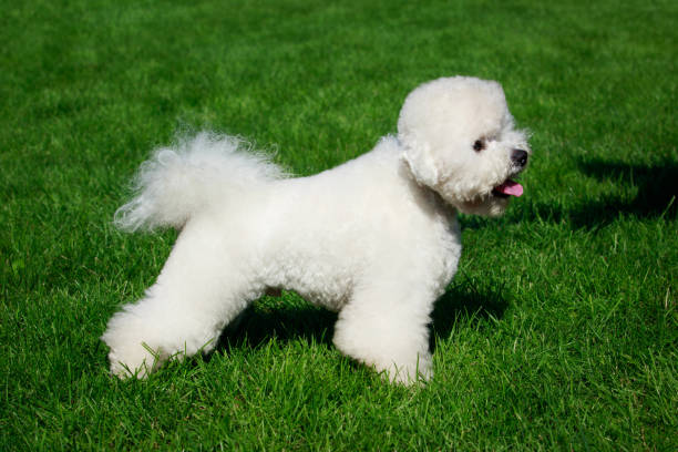 istock The dog breed Bichon Frise 1046646352