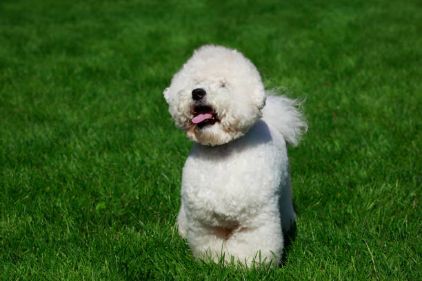 istock The dog breed Bichon Frise 1046646376