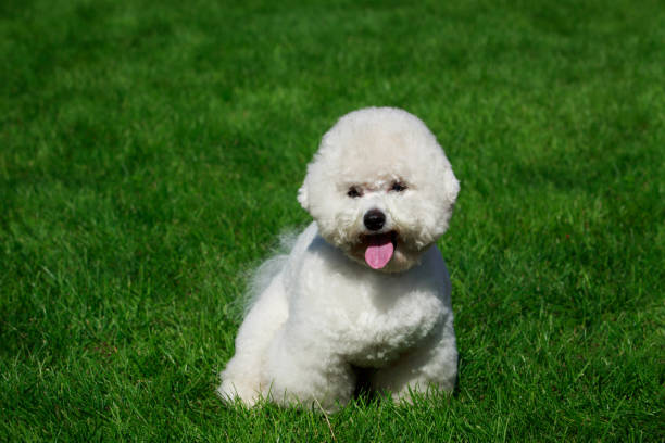 istock The dog breed Bichon Frise 1046646382
