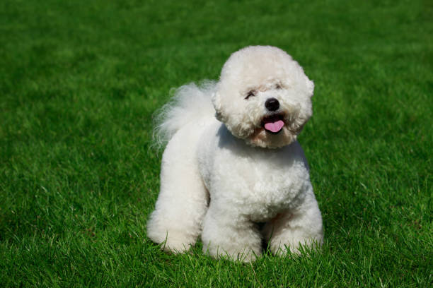 istock The dog breed Bichon Frise 1046646414