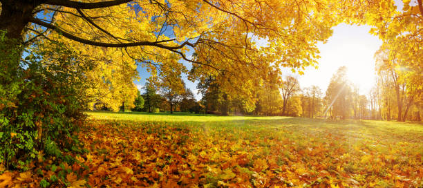 istock trees with multicolored leaves on the grass in the park 1046653922