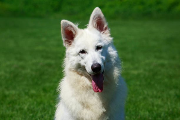 istock White swiss shepherd dog 1046657220