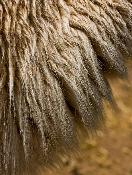 Guarda de Alpaca - fotografia de stock