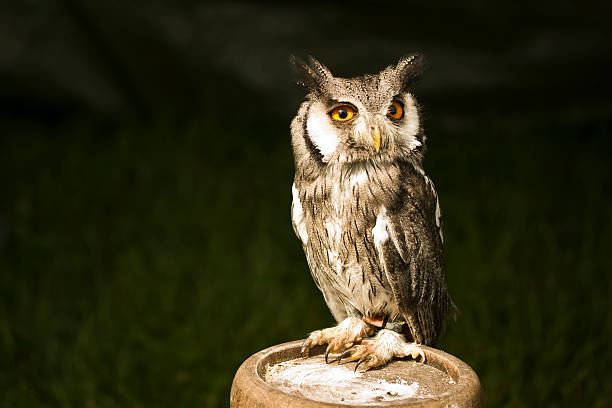 Myszołów (Bubo) Eagle Owl – zdjęcie