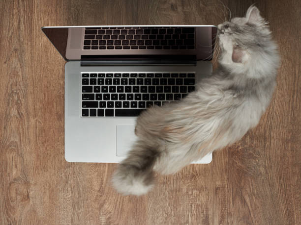 istock Cat walk on wooden desk 1046660840