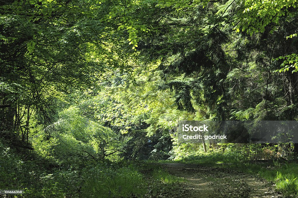 Caminho levando a uma clareira na vegetação densa, iluminação mista, madeira - Foto de stock de Arvoredo royalty-free
