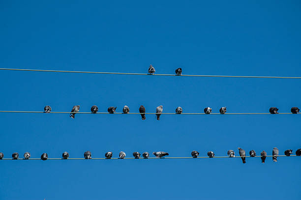 istock Group of birds on a cable 104666432