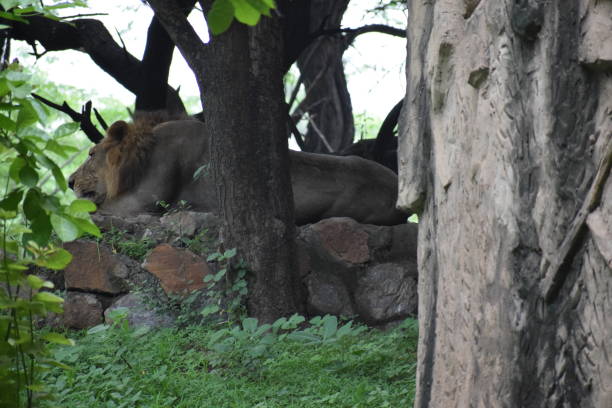 istock Asiatic Lion Resting in Evening 1046666354