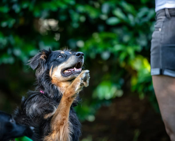 istock Dog in the park 1046666796