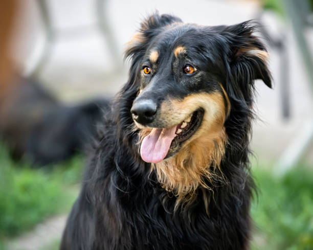 istock Dog in the park 1046666930