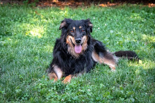 istock Dog in the park 1046667034