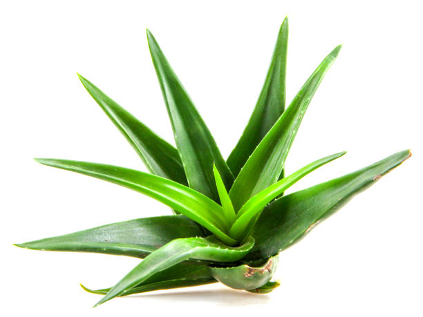 istock Aloe vera plant 1046667164
