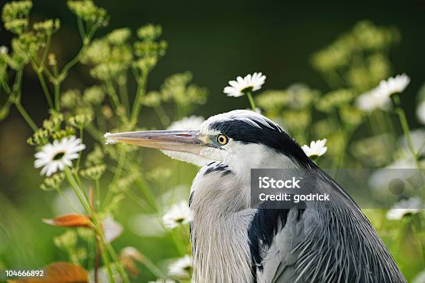 Porträt Eines Jungen Grau Heron Sich Unter Den Blumen Stockfoto und mehr Bilder von Bunter Reiher